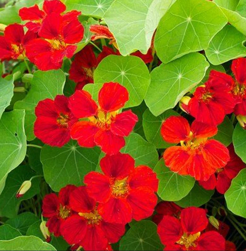 Nasturtium Seeds - Globe of Fire Red Scarlet Edible Flowers & Leaves - Tropaeolum majus - 20 Non-GMO Seeds