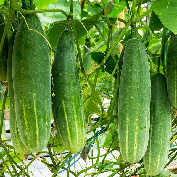 Poinsett 76 Cucumber Seeds | Medium Slicing Cucumbers for Salads & Pickling | Cucumis sativus | Fast Shipping