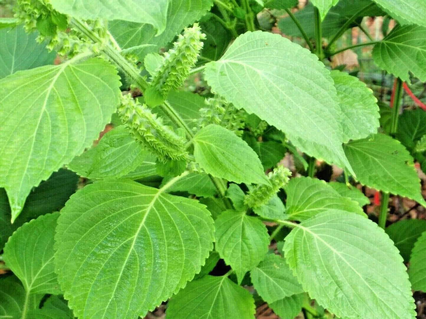 Green Shiso Seeds - Perilla frutescens Herb for Sushi & Soup - 101+ Seeds - Japanese Culinary Herb