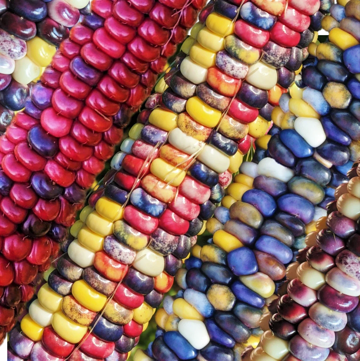 Organic Painted Mountain Ornamental Corn Seeds - Rainbow Indian Dent Zea mays Heirloom for Gardens
