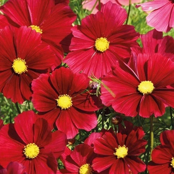 Gazebo Red Cosmos Seeds - 200+ Pack, Cosmos bipinnatus, Annual Flowers for Garden, Bright Red Blooms, Full Sun, Easy to Grow