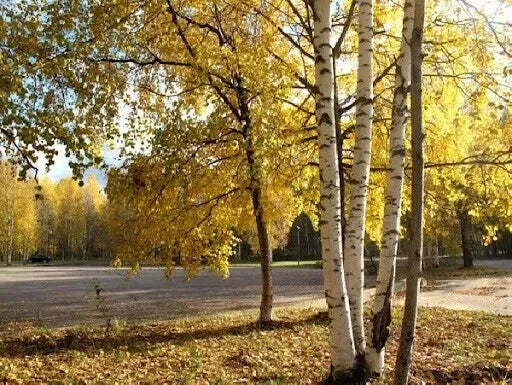 White Birch Tree Seeds - 200 Count - Betula papyrifera - Autumn Yellow Leaves