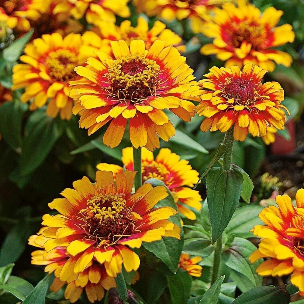 Zowie Yellow Flame Zinnia Seeds - Pack of 100+ - Vibrant Yellow-Orange Flowers - Zinnia elegans - Easy to Grow Garden Seeds