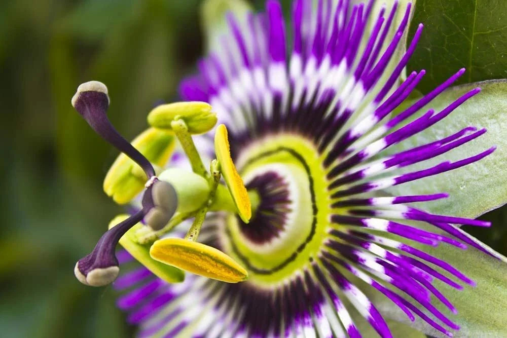 Passion Flower Seeds - 50+ Vine Seeds for Climbing, Bonsai, Passiflora edulis, Exotic Flowering Vine, Garden, Landscaping