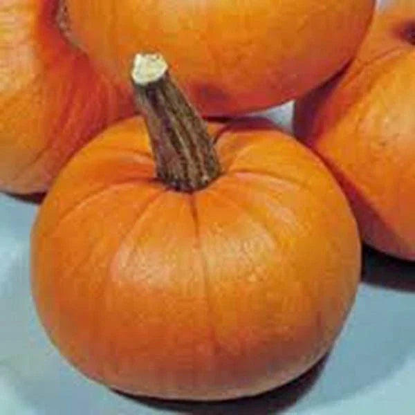 Pumpkin Seeds Small Sugar Heirloom Non-GMO Cucurbita pepo - 100 Pack, Sweet, Vining, Heirloom Pumpkin Seeds