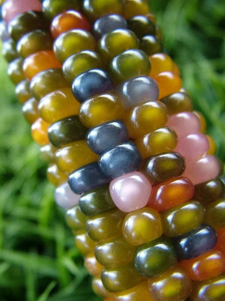 Glass Gem Indian Corn Seeds - Vibrant Translucent Zea mays for Planting, Ornamental Garden Display, 40 Seeds