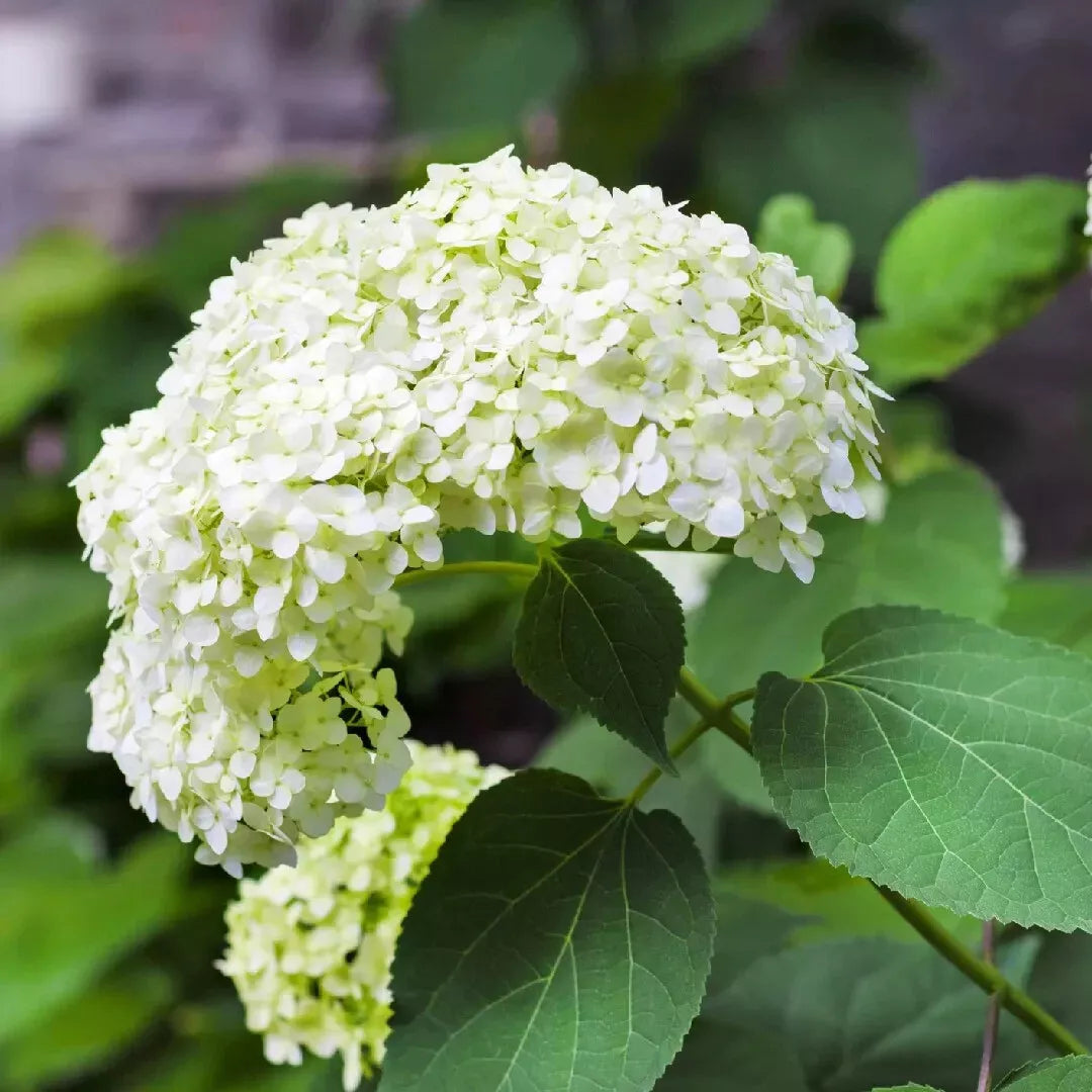 Hydrangea Starter Plant - White Blooms - Arborescens (Smooth Hydrangea) - Shade-Tolerant Perennial Shrub