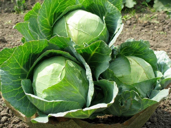 Danish Ballhead Cabbage Seeds - 150 Count Packet Brassica oleracea var. capitata for Dense Heads, Salad & Cooking