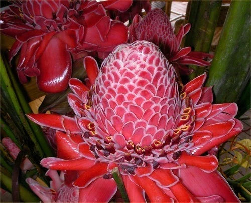 Organic Red Torch Ginger Seeds - Etlingera elatior Tropical Flowering Plant, 10 Pack