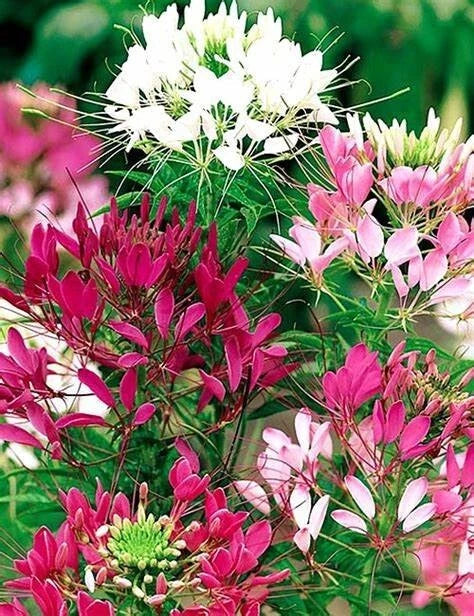 Bright Pink White Mix Spider Seeds - Clome Spinosa Perennial Seeds for Garden, Borders & Containers - 100 Pack