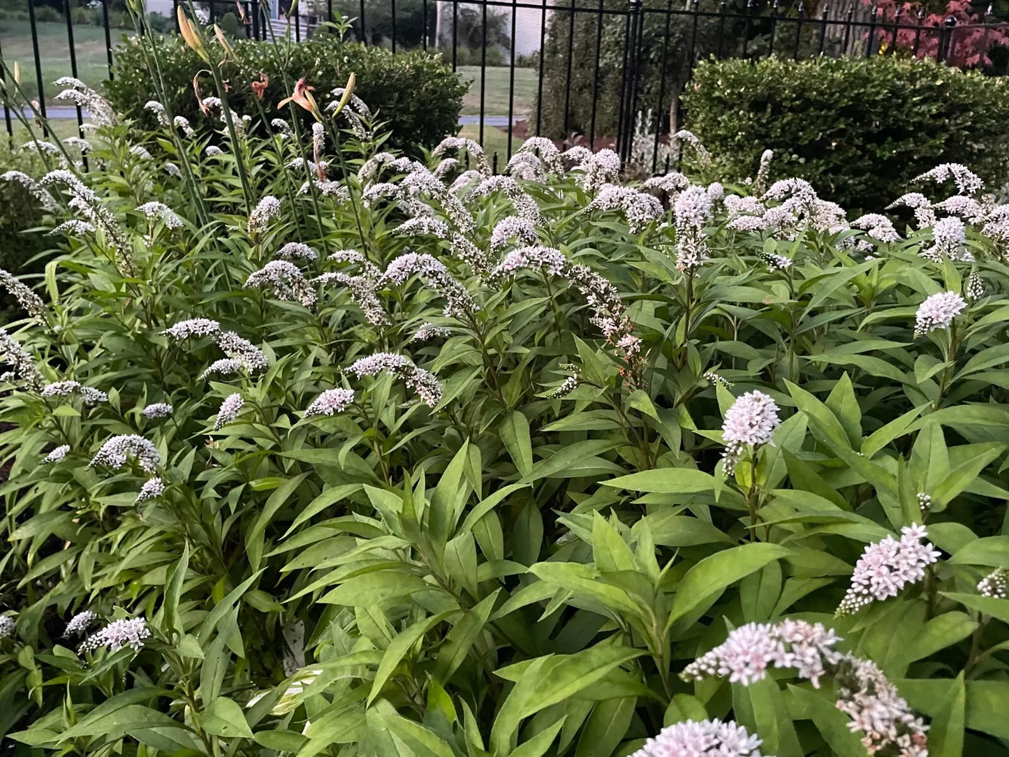 12 Bare Root Gooseneck Loosestrife Perennial Plants - White Flowering Shrub Lysimachia clethroides