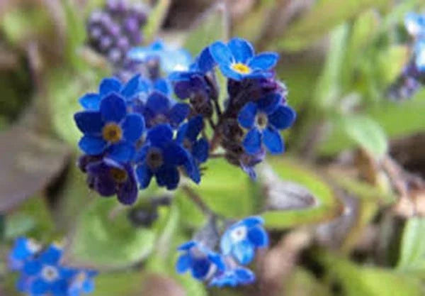 Forget Me Not Seeds 1000+ Pack | Myosotis spp. Perennial Blue Flowers for Garden, Borders & Containers