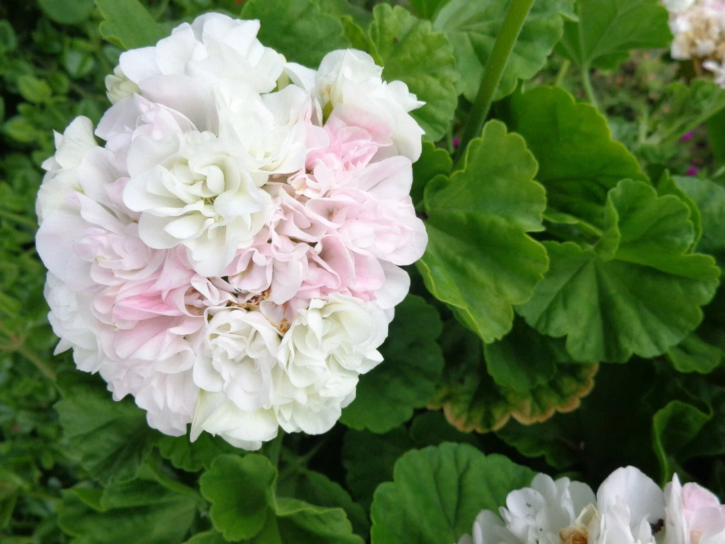 Fresh Live Geranium Cuttings - 3 x 6" White with Light Pink Pelargonium spp. for Garden & Indoor Planting