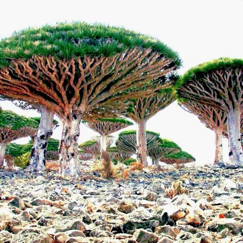 Dragon's Blood Tree Seeds - 10 Pack - Dracaena draco - Exotic Canary Island Bonsai