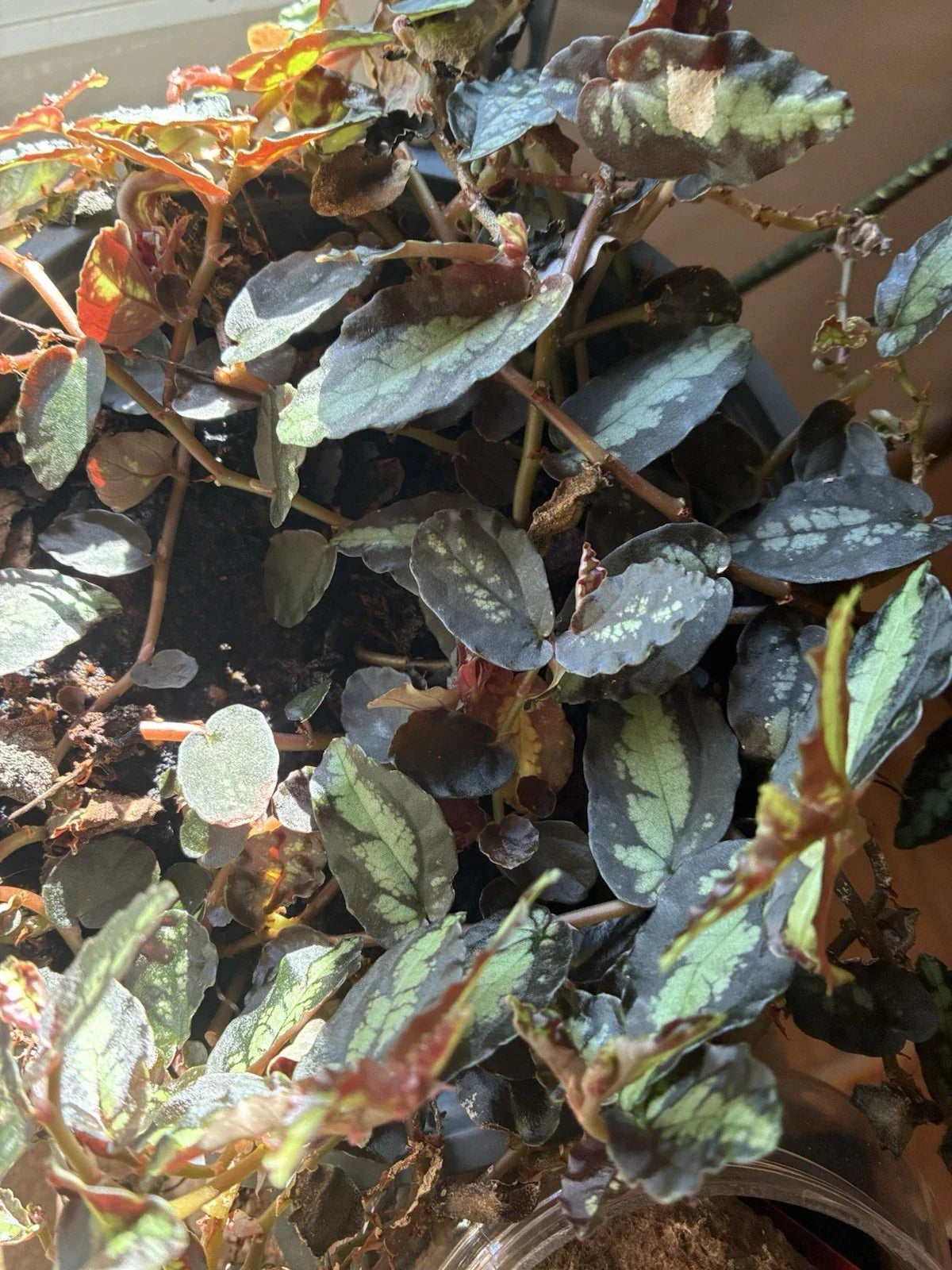 Rare Polynesian Ivy Trailing Watermelon Vine - Pellionia Repens Indoor Houseplant