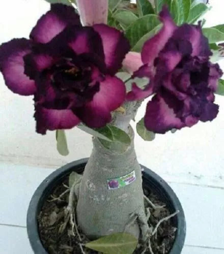 Purple Black Desert Rose Seeds - Adenium obesum Perennial Flower Seeds, 4 Pack, Exotic Garden Plant, Full Sun, US Seller