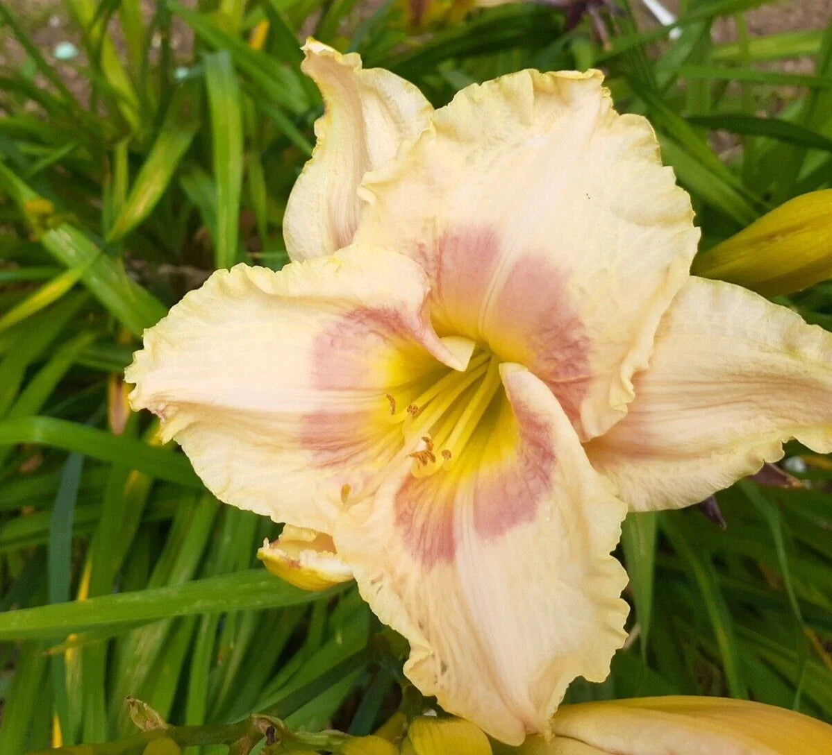 Daylily Plant Bareroot 1 Fan Hemerocallis 'When My Sweetheart Returns' Perennial Garden Flower