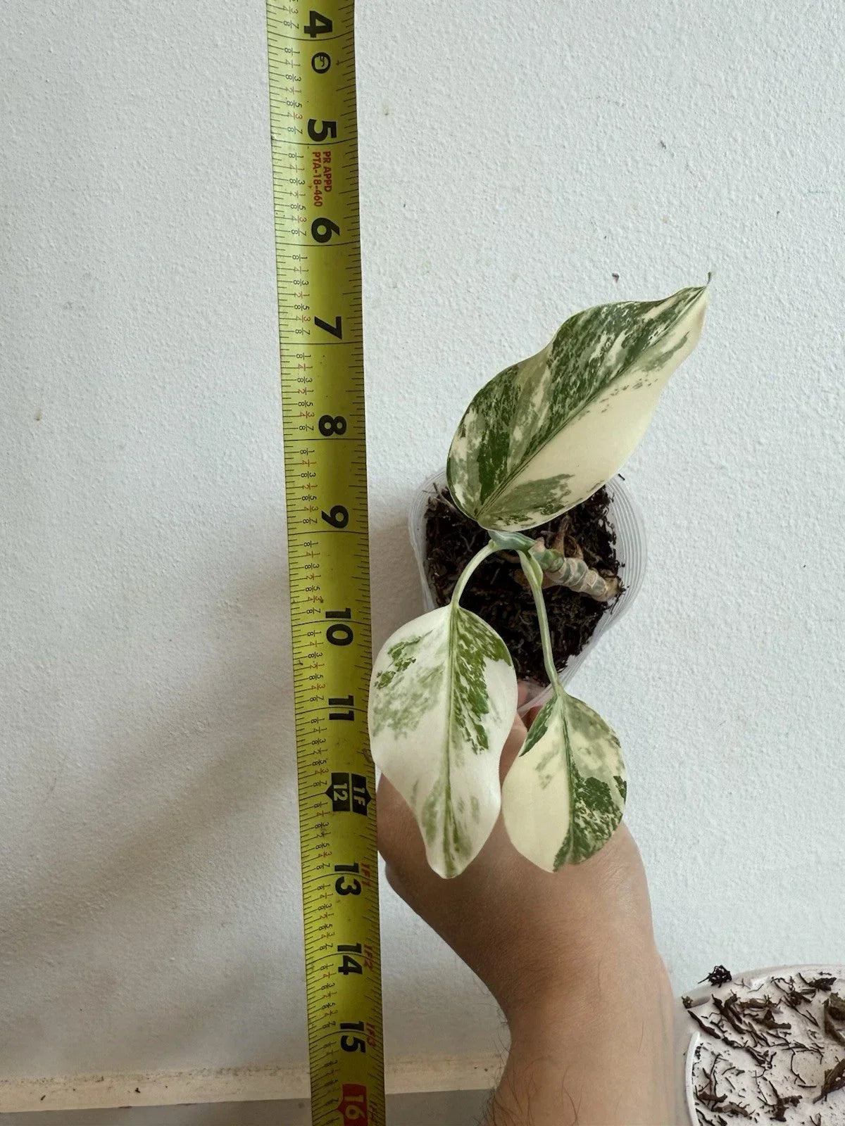 Rooted Variegated Monstera Albo Borsigiana Plant - Rare Indoor Houseplant with Unique White and Green Leaves