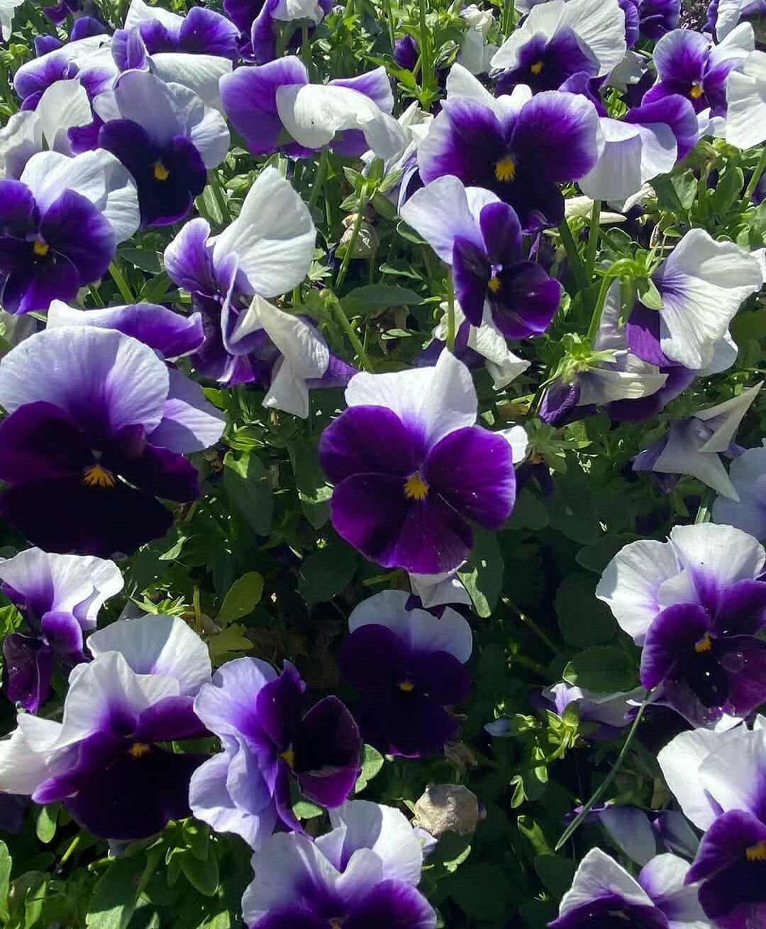 Pansy Seeds 50-Pack Beaconsfield Viola Tricolor Garden Flower Seeds for Borders & Containers