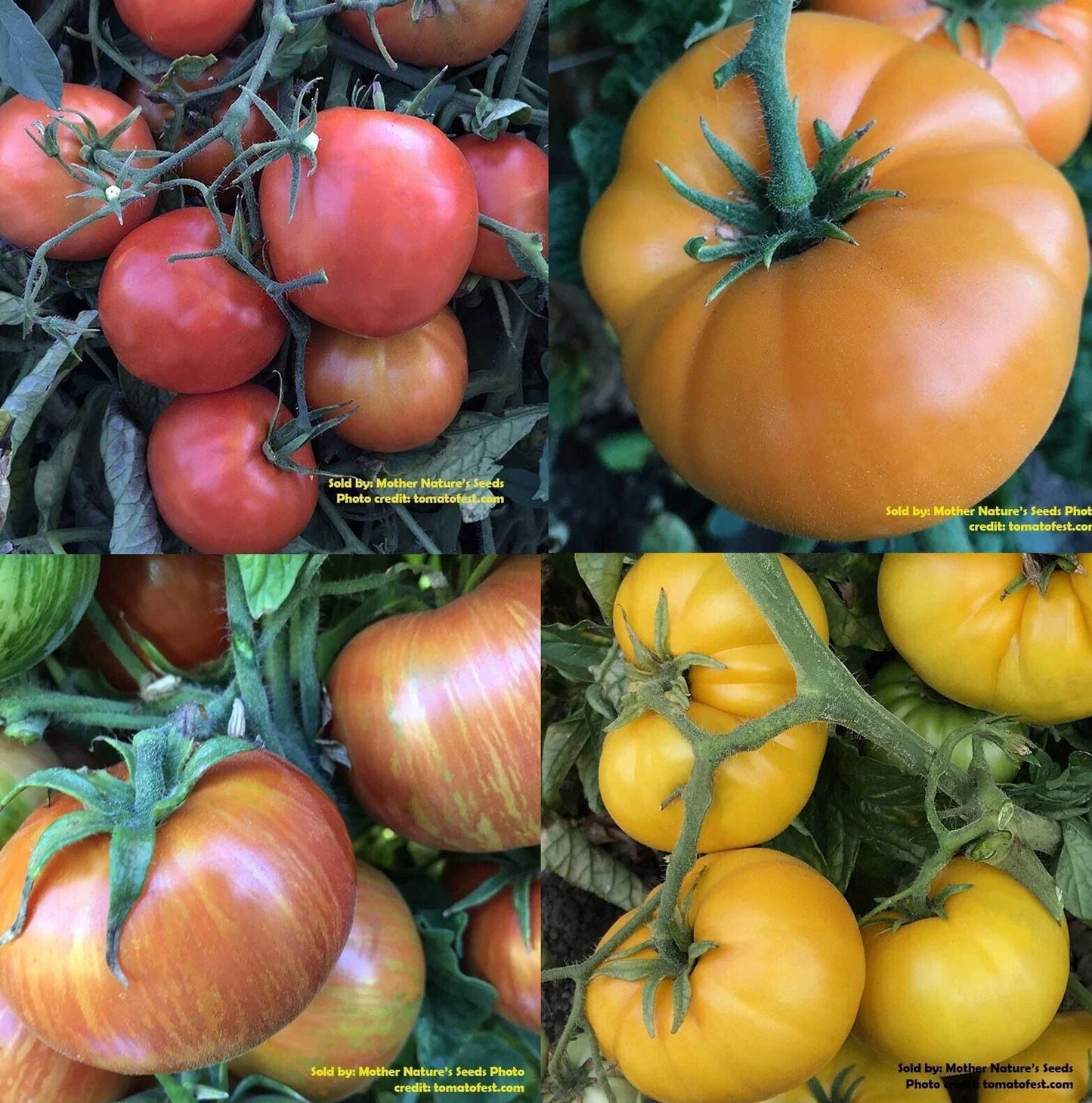 Dwarf Rainbow Mix Tomato Seeds - Organic Non-GMO Assorted Heirloom for Container Gardening - 25+ Seeds