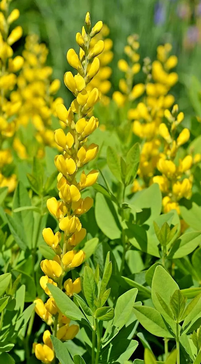 Yellow Indigo Seeds - Baptisia sphaerocarpa - Easy to Grow False Indigo Plant Seeds for Gardens and Pollinator Attraction
