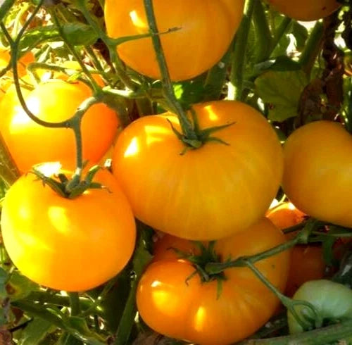 Azoychka Tomato Seeds – 50+ Indeterminate Russian Heirloom Vegetable Garden Seeds for Full Sun, Flavorful Yellow-Orange Tomatoes