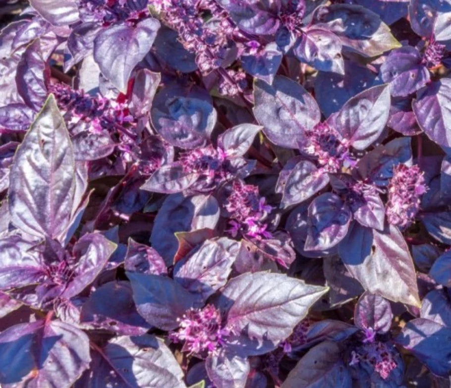 Dark Opal Basil Seeds - 2,000 Heirloom Non-GMO Seeds - Ocimum basilicum 'Dark Opal' for Herb Garden & Culinary Use