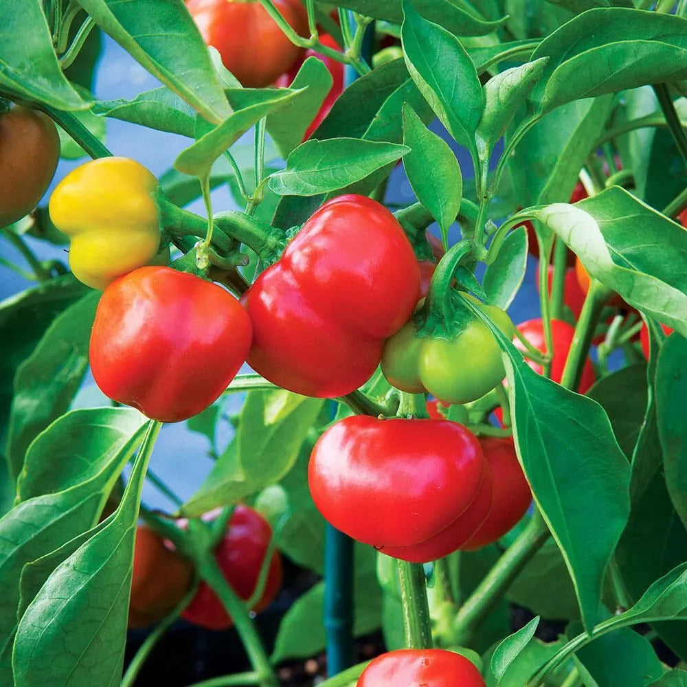 Pimento Red Pepper Seeds - 100 Count, Non-GMO, Heirloom Capsicum annuum for Garden Planting