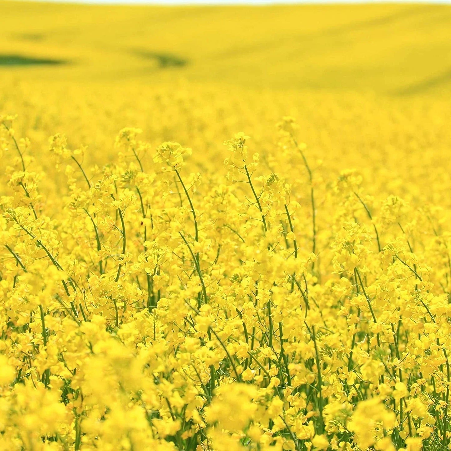 Dwarf Essex Forage Rape Seed - Brassica napus for Food Plots & Cover Crops - High-Yielding, Nutrient-Rich, Easy to Grow