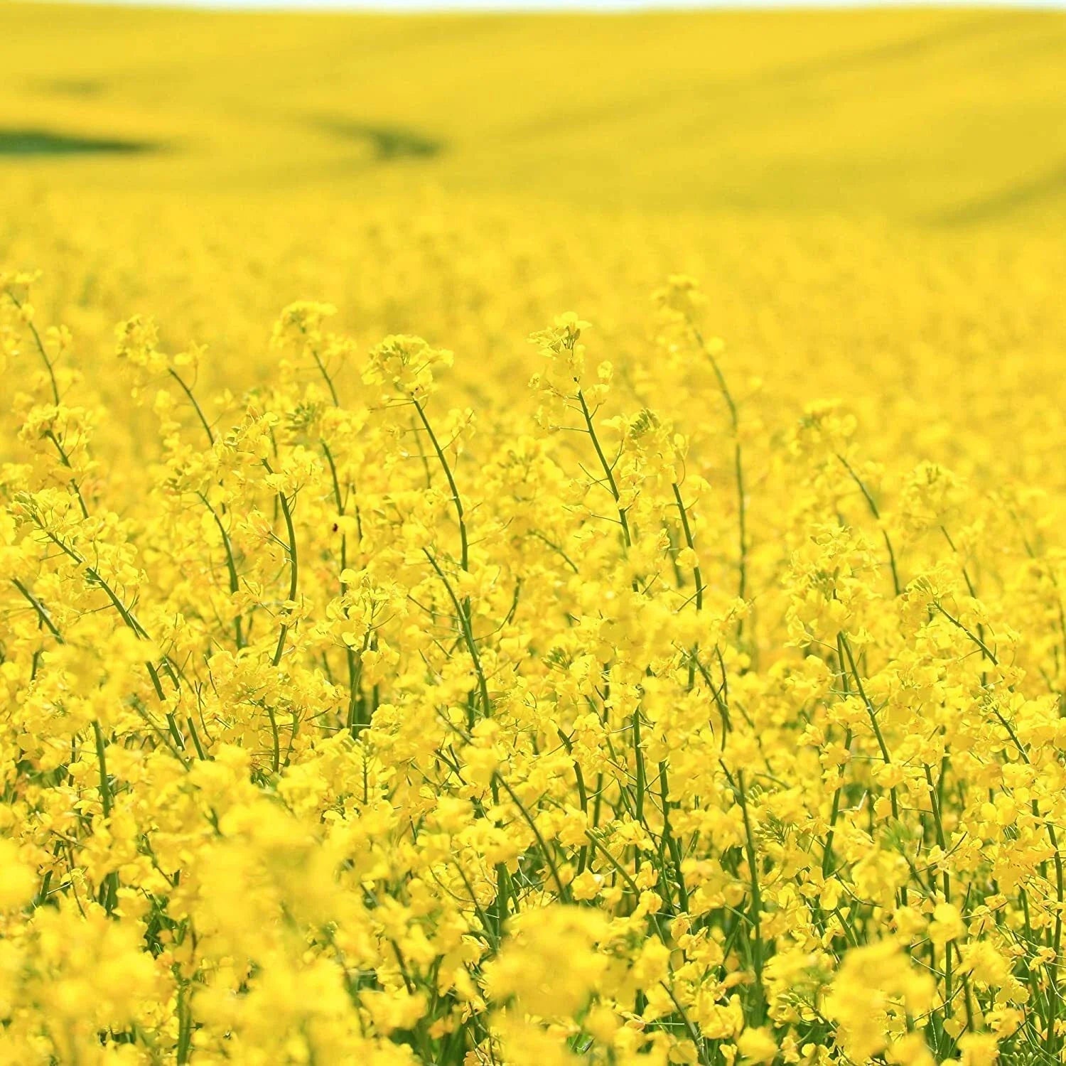 Dwarf Essex Forage Rape Seed - Brassica napus for Food Plots & Cover Crops - High-Yielding, Nutrient-Rich, Easy to Grow