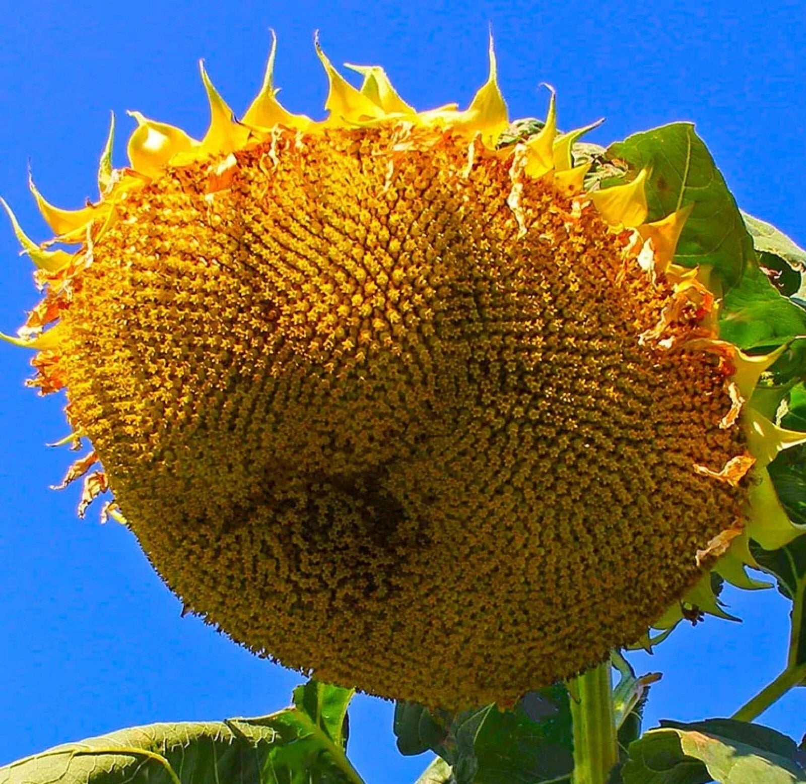 Mongolian Giant Sunflower Seeds - Non-GMO Helianthus annuus - Tall Upright Annual for Garden, Pollinator Attracting, 10 Seeds