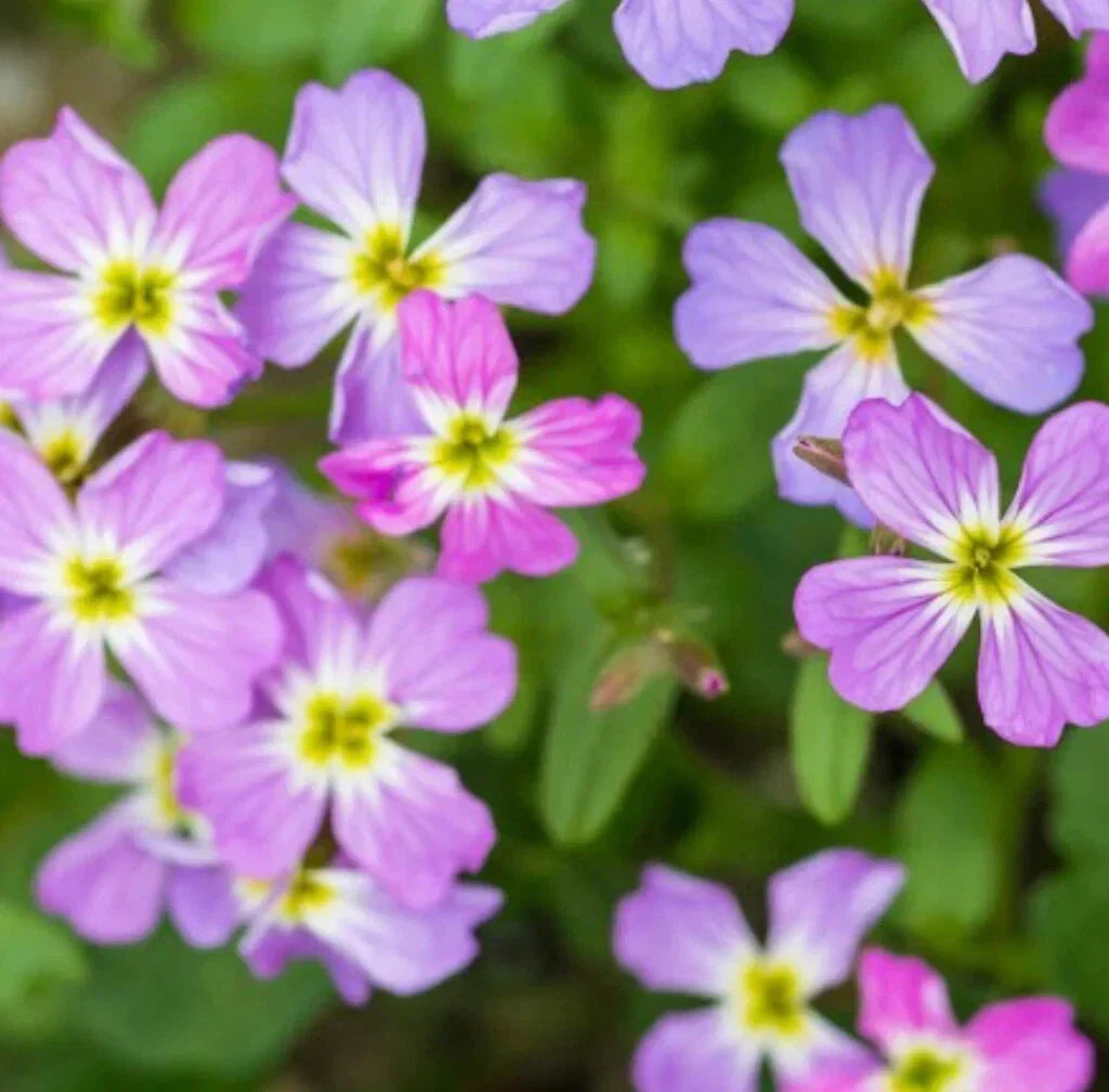 Virginia Stock Seeds - Malcolmia maritima, 100 Colorful Annual Flower Seeds