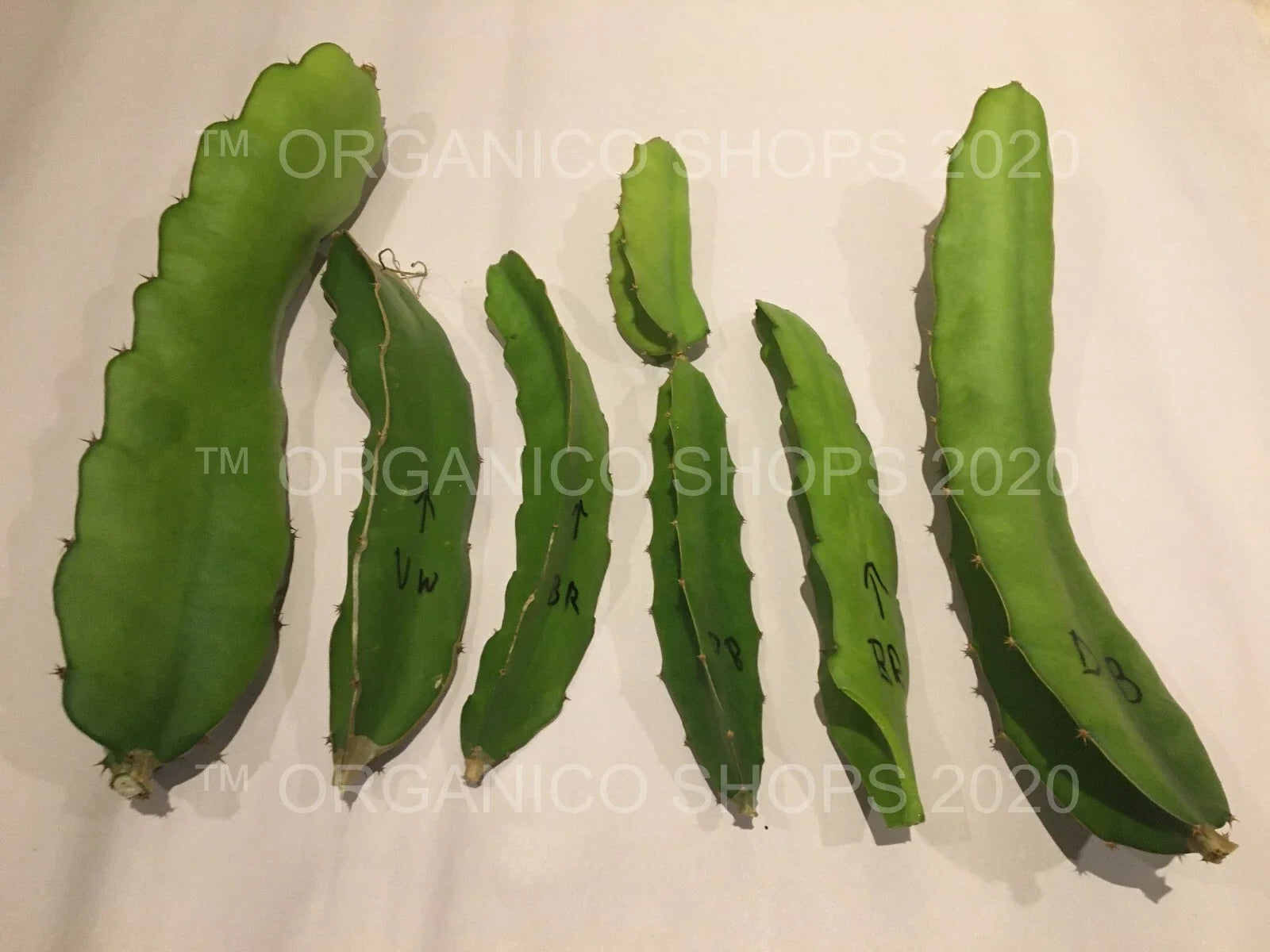 Dragon Fruit Cuttings 8-10" Multiple Varieties Hylocereus spp. Tropical Fruit Plant for Gardening
