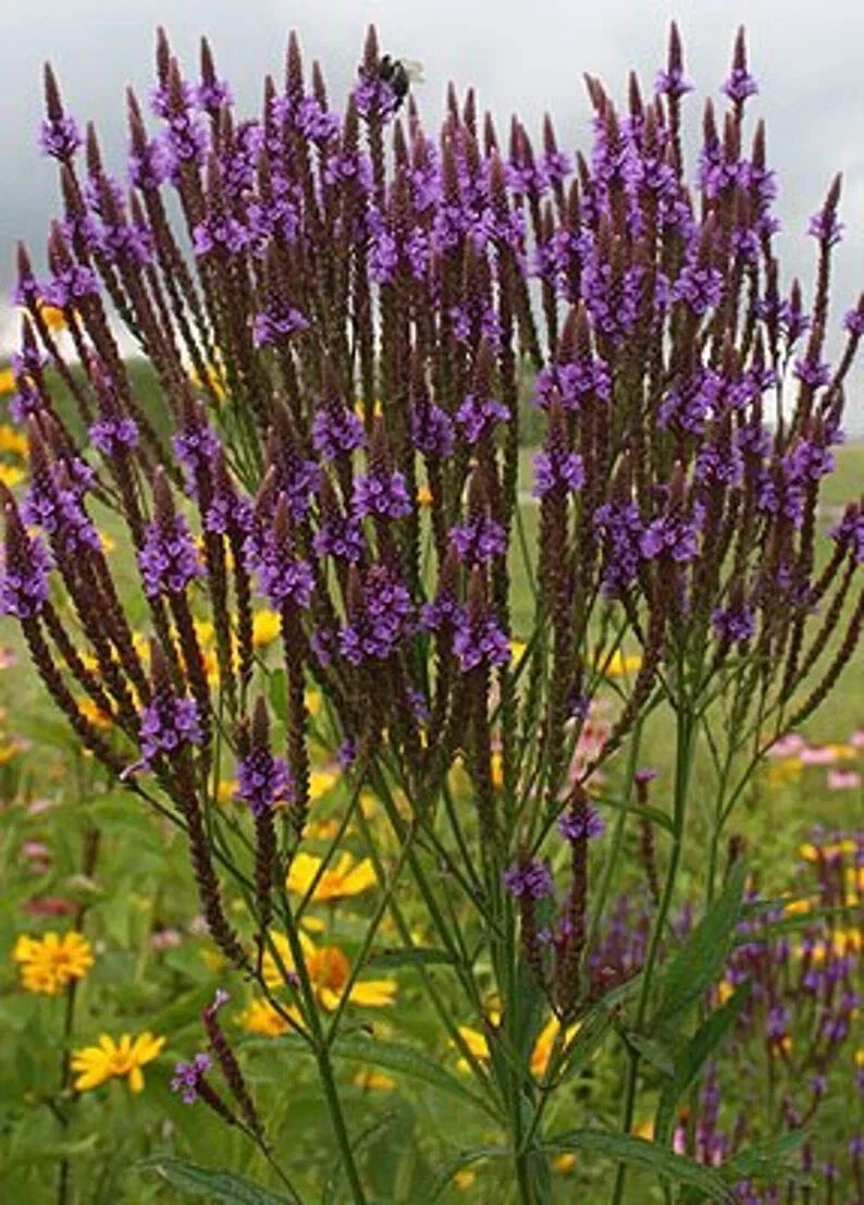 Purple Verbena Seeds - Organic 500 Seeds for Gardens, Borders & Containers - Verbena bonariensis, USA Grown