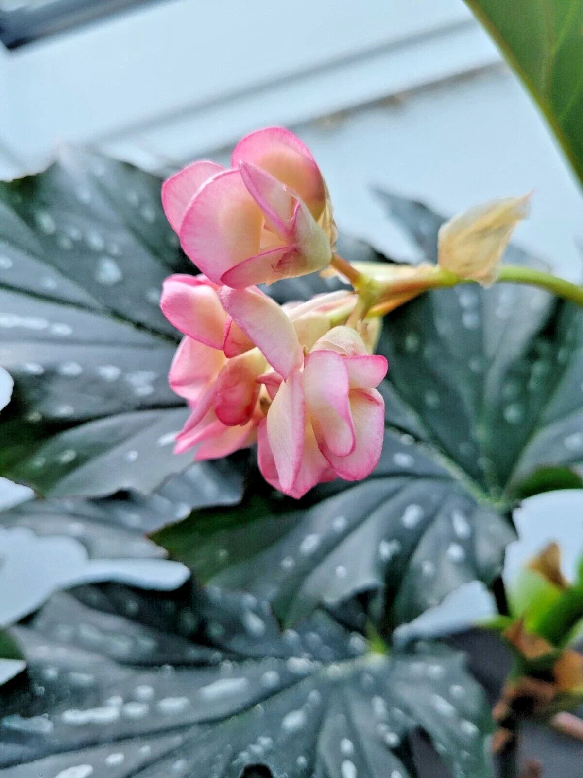 Angelwing Begonia Starter Plant 2.5" Pot Polka Dot Begonia Begonia maculata Indoor Houseplant