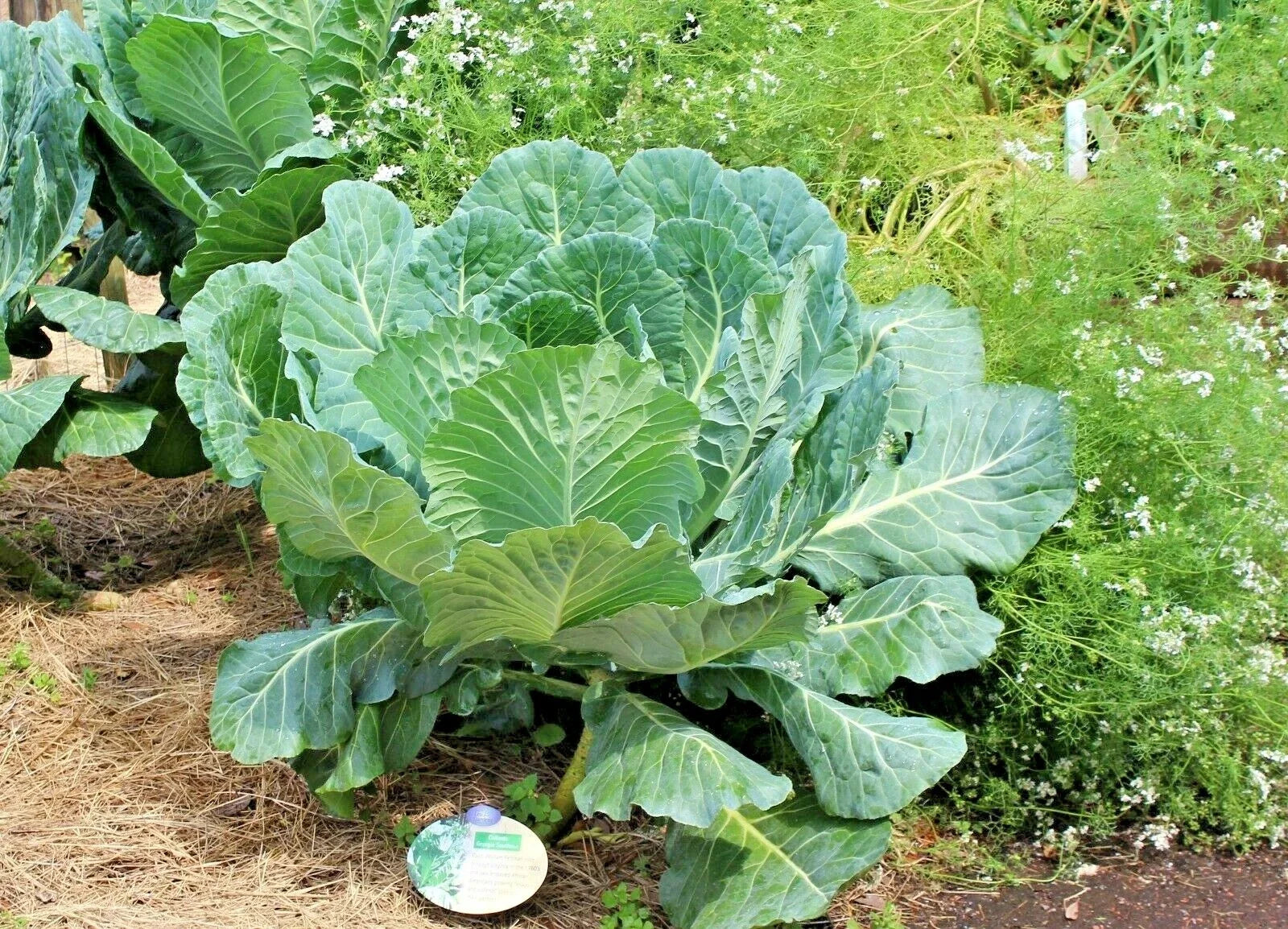 Georgia Collard Greens Seeds – Heirloom Vegetable for Spring & Fall Gardens, Container Friendly, 601+ Seeds, Brassica oleracea var. viridis