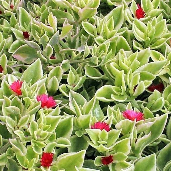 Aptenia Cordifolia Variegata Live Plant - 4 Inch Variegated Succulent for Indoor & Outdoor
