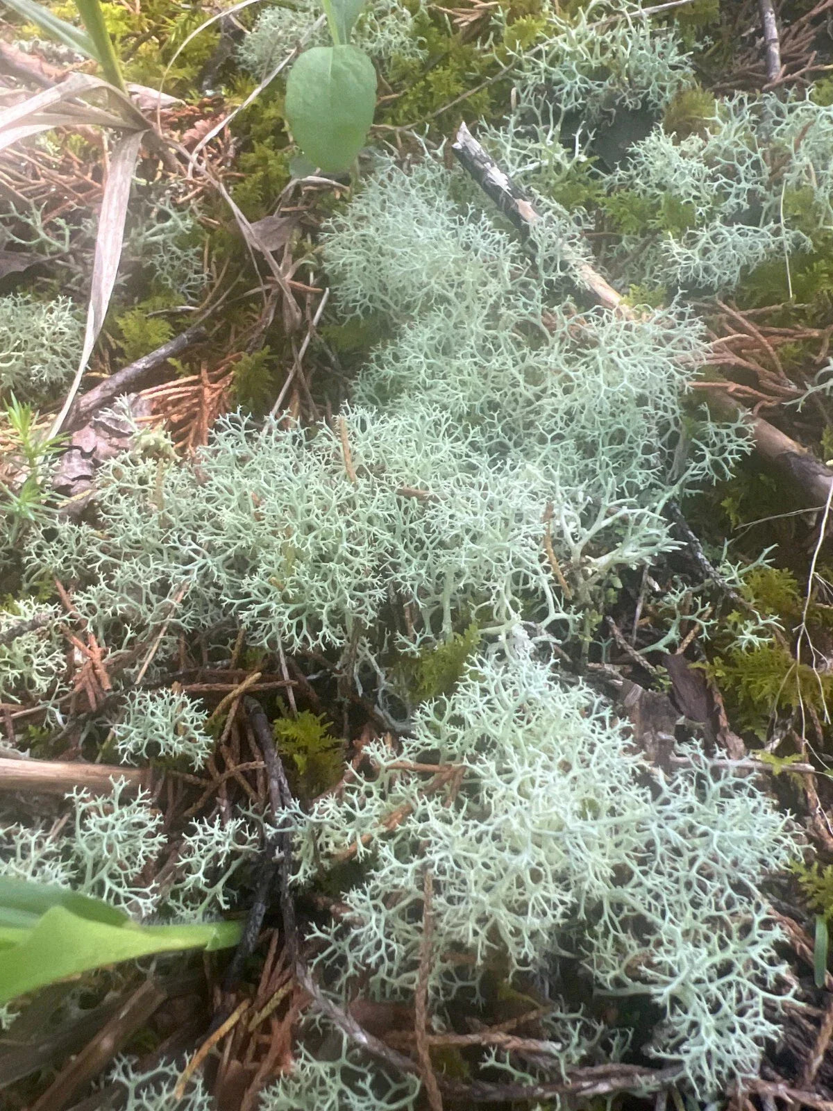 Dried Reindeer Moss Lichen 100g Green - Cladonia rangiferina for Terrariums & Crafts