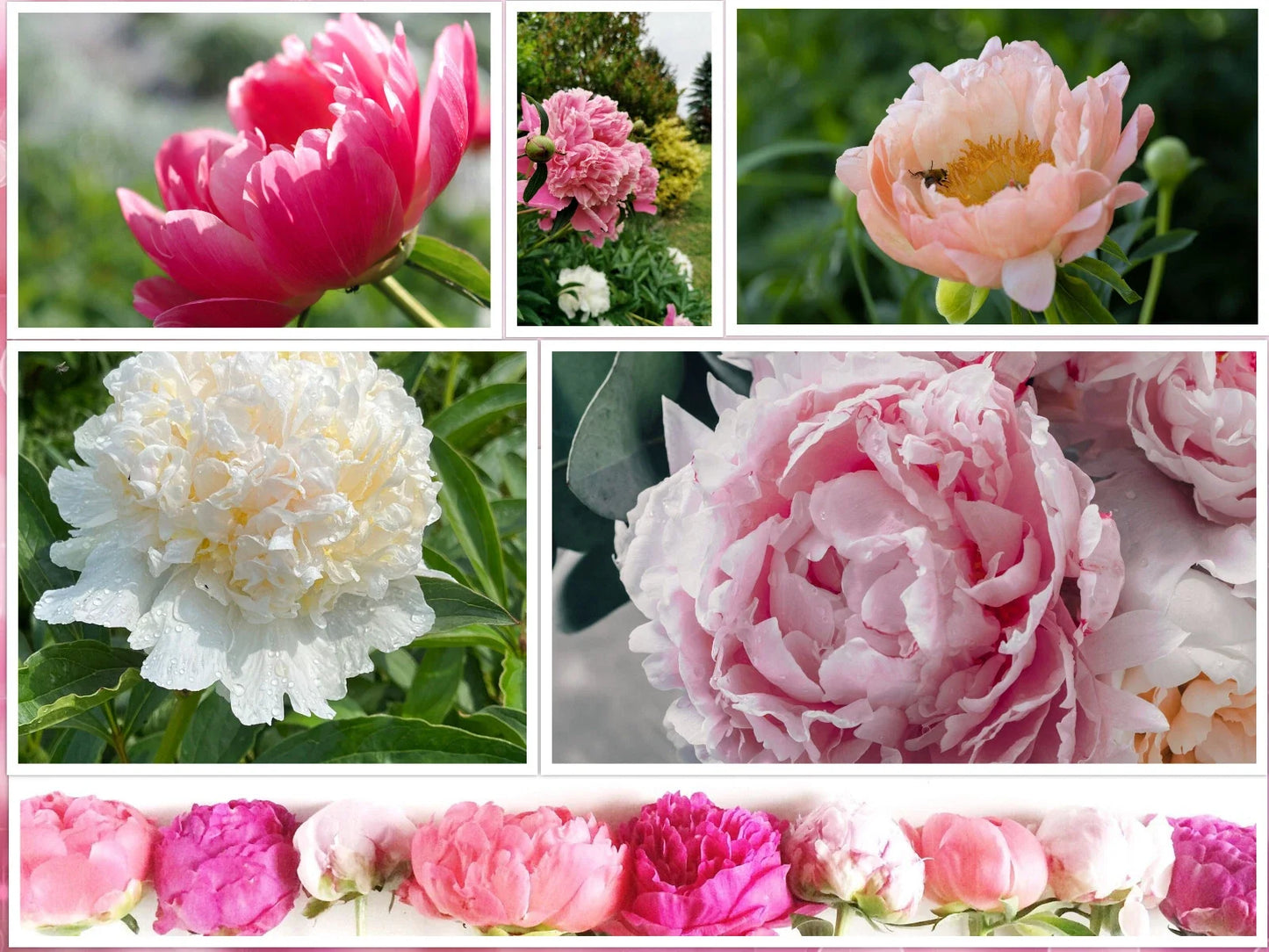 Peony Seeds Mix - 10 Pack, Colorful Flowering Bush, Paeonia suffruticosa, Garden Flower Seeds, Non-GMO, Free Shipping