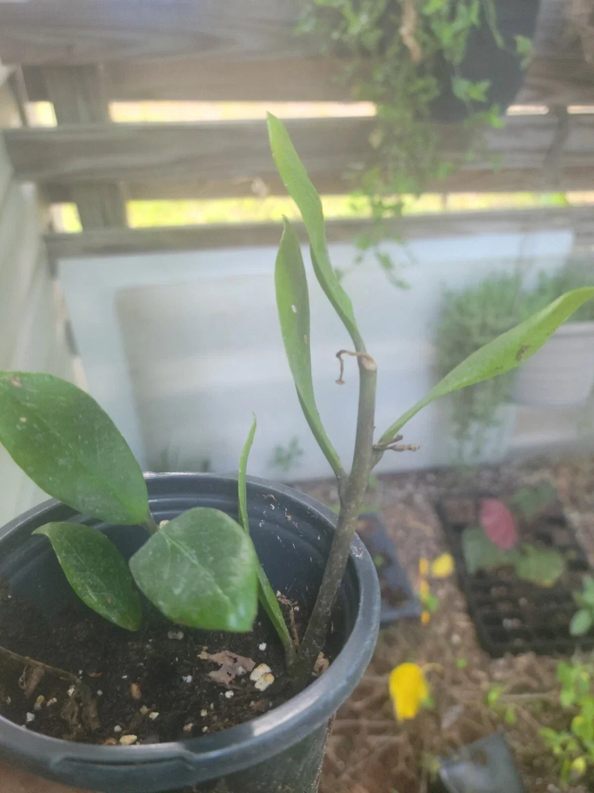 ZZ Plant Live Houseplant 6" - Easy to Grow Zamioculcas zamiifolia Indoor Greenery