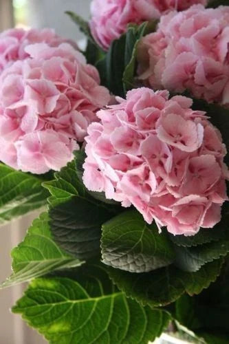 Light Pink Hydrangea Seeds - Perennial Hardy Flower Seeds for Garden - Hydrangea macrophylla - 5 Pack
