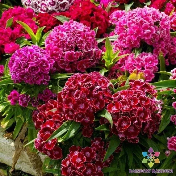 Pinocchio Mix Carnation Seeds - 200+ Colorful Garden Flowers Dianthus caryophyllus Seed Packet