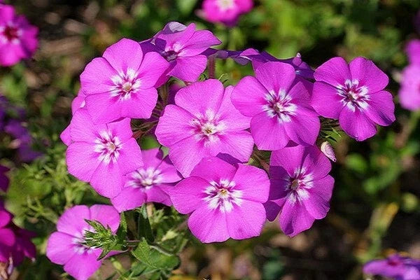 Drummondii Phlox Seeds - 100+ Pack, Annual Flower, Vibrant Blooms, Attracts Pollinators, Non-GMO, USA Grown