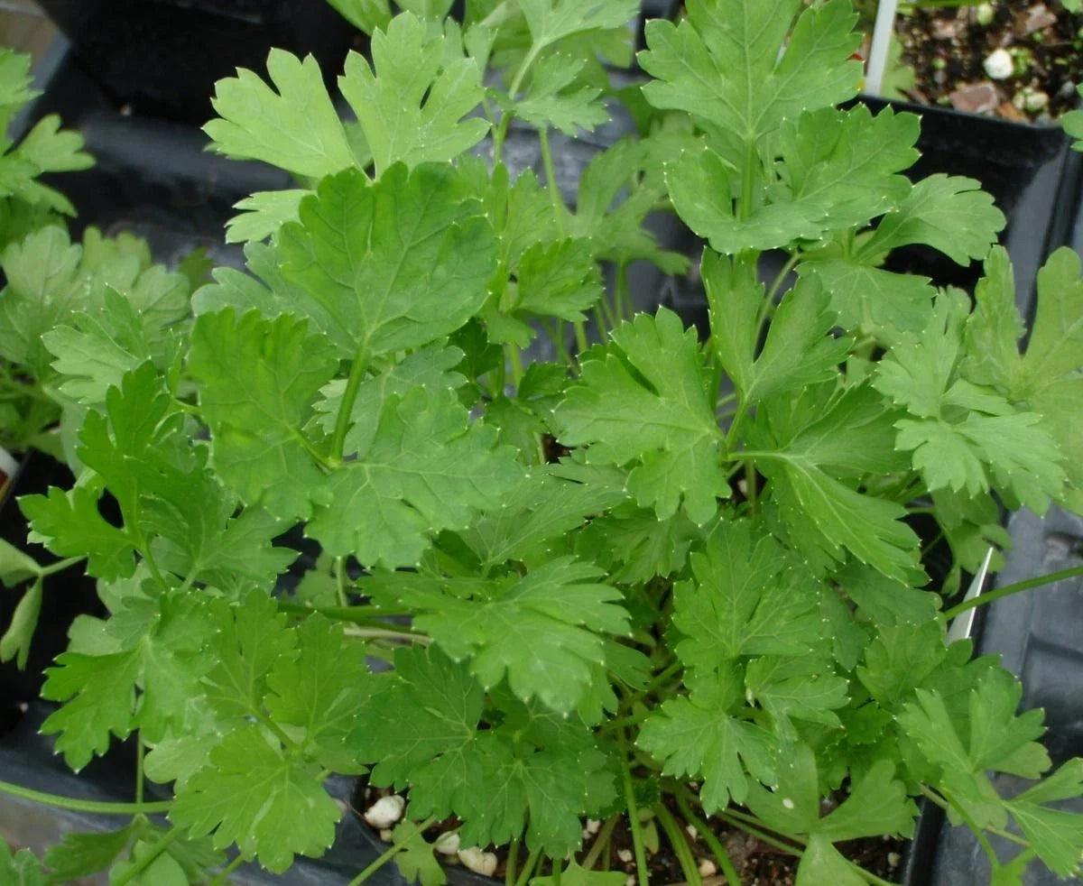 Dark Green Italian Parsley Seeds - Herb Seeds Petroselinum crispum - 800+ Fresh Seeds for Culinary & Garden Use