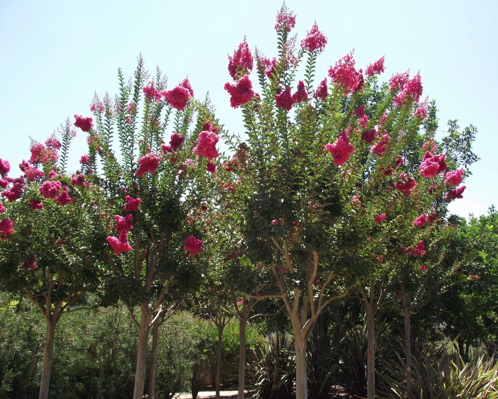 Crape Myrtle Seeds - 50 Count Lagerstroemia indica Drought-Tolerant Flowering Tree for Garden & Landscape