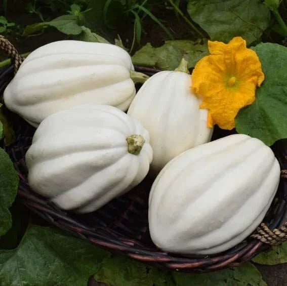Mashed Potato Squash Seeds - 10 Pack, Exotic White Gourmet Cucurbita maxima, Vining, Edible White Squash for Garden & Culinary Use