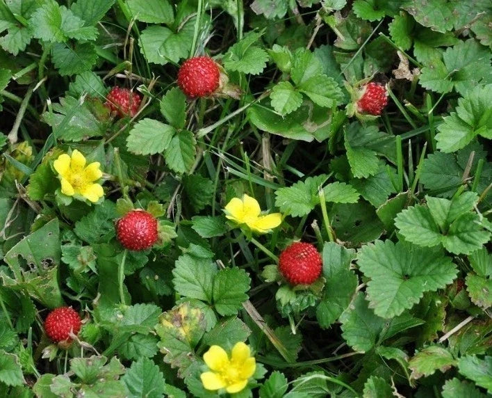 Indian Strawberry Seeds - 100+ Duchesnea indica Ground Cover, Edible Fruit, Pollinator Attractant, USA Grown