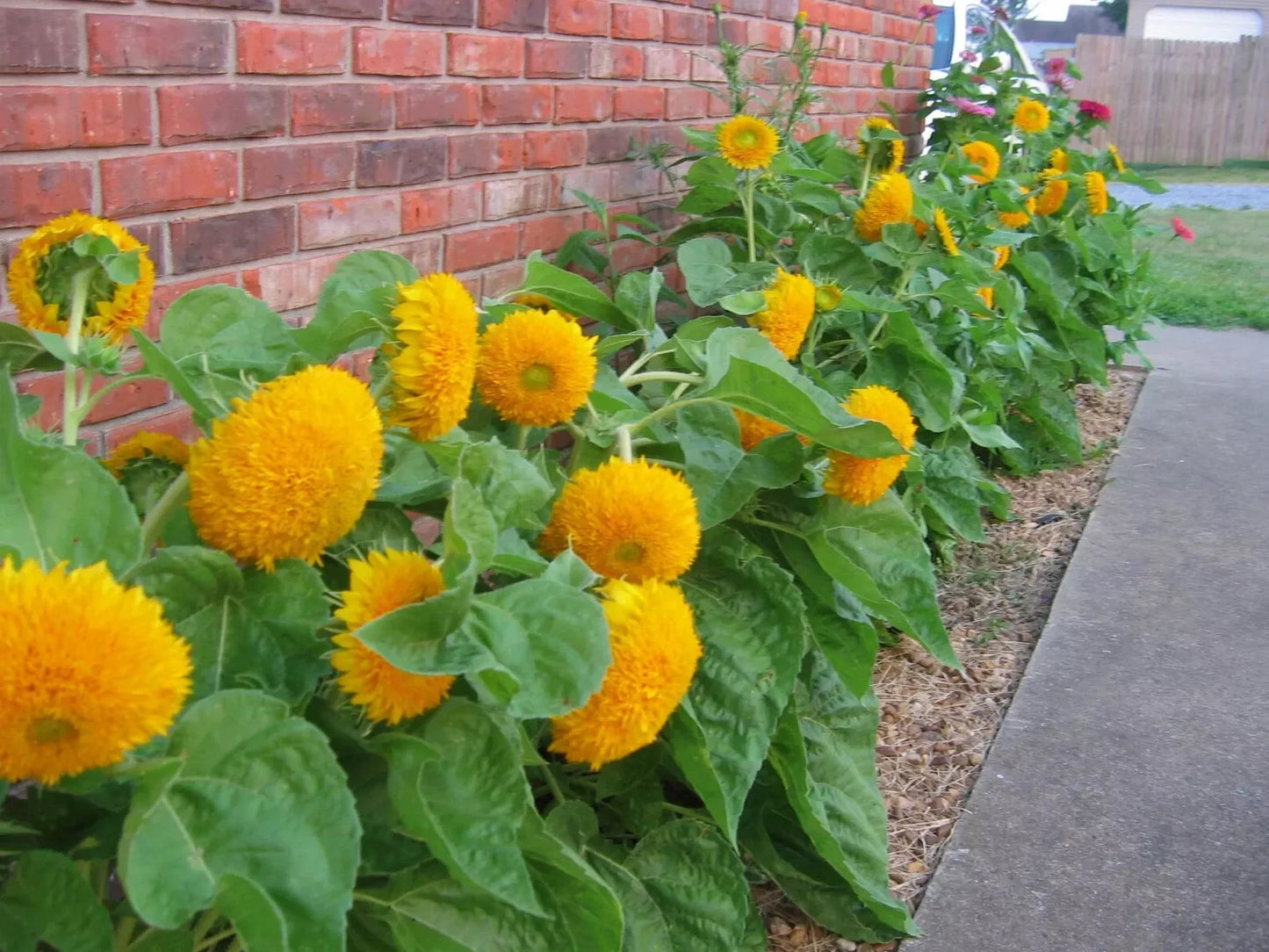 Teddy Bear Dwarf Sunflower Seeds – Non-GMO Heirloom Pack of 50 for Containers & Gardens Helianthus annuus