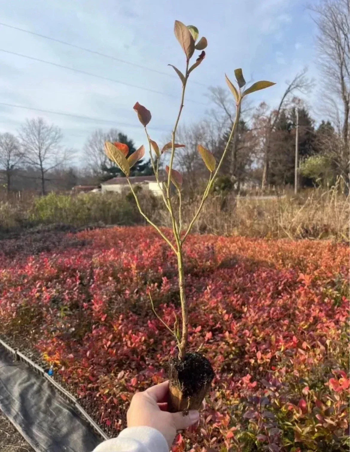 Blueberry Rooted Cuttings Pack of 15 - Highbush Vaccinium corymbosum for Home Gardens and Containers