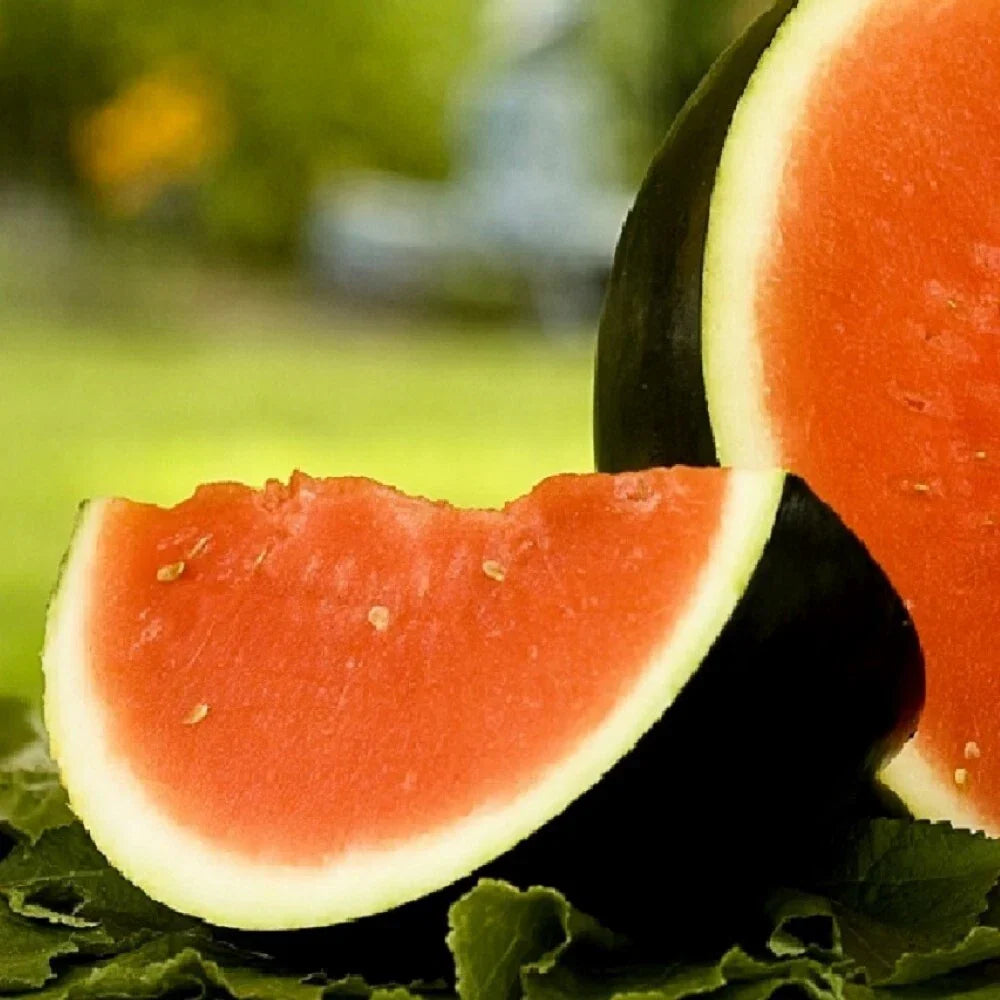 Sugar Baby Watermelon Seeds | NON-GMO Heirloom Organic Seeds | Citrullus lanatus